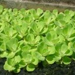 Pistia stratiotes