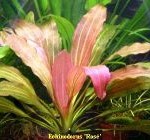 Echinodorus "Rose"