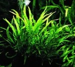 Microsorum pteropus (Java fern)