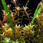 Rotala rotundifolia