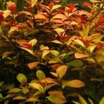 Ludwigia repens