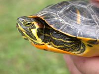 Trachemys scripta scripta (Geltonpilvis vėžlys) 