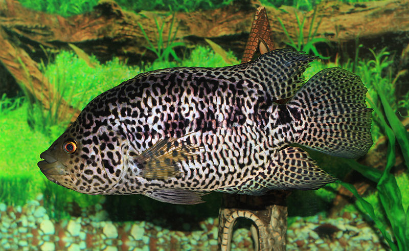 Parachromis managuensis (Jaguar Cichlid)