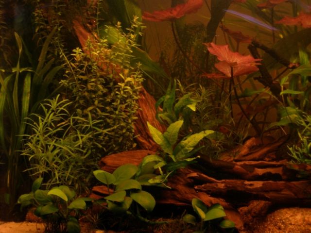 Gintaro A. (Piktas) akvariumas