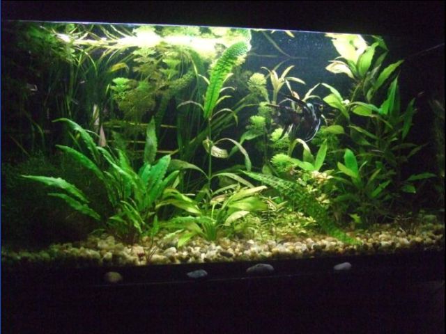 Justo J. (coopeez) akvariumas